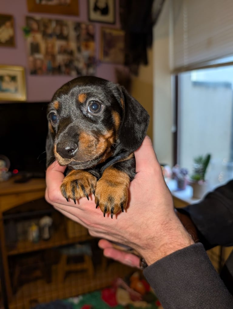4 Dachshund pups