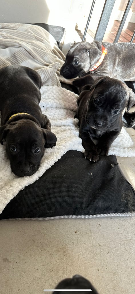 2x staff girls available 