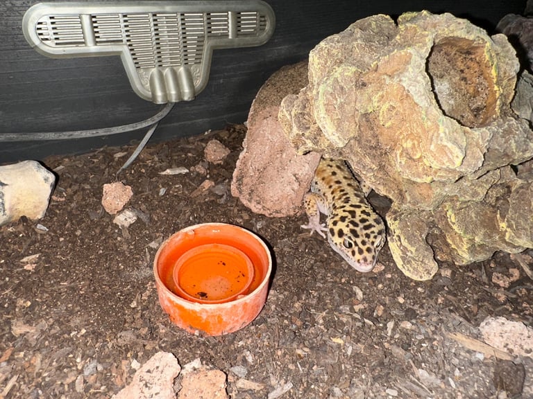 leopard gecko for sale