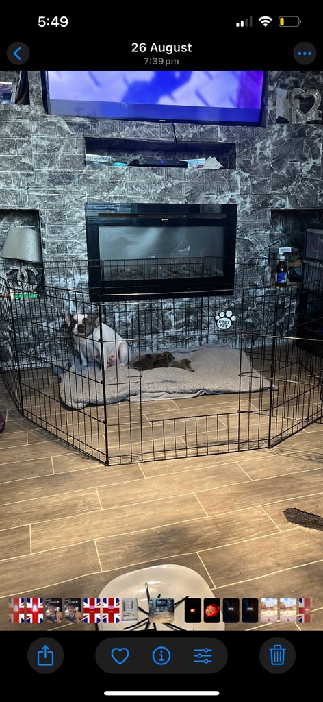 Frenchies  pups for sale.  Reduced 