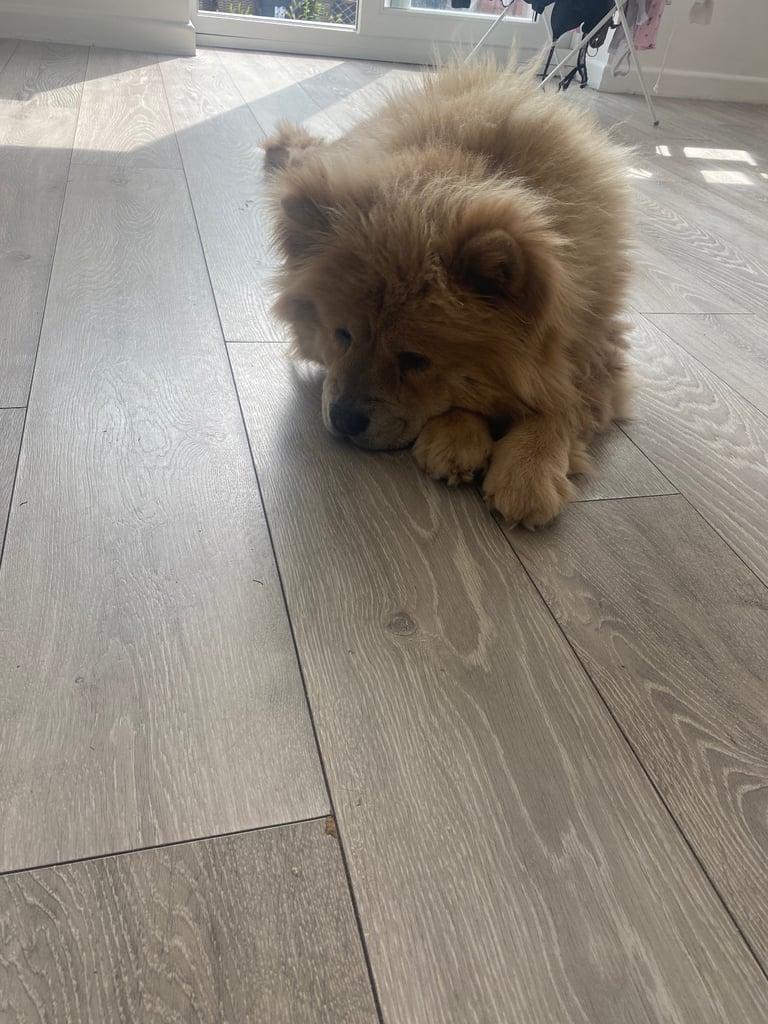 Chow chow 