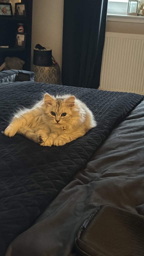 Persian Chinchilla Cat/Kitten