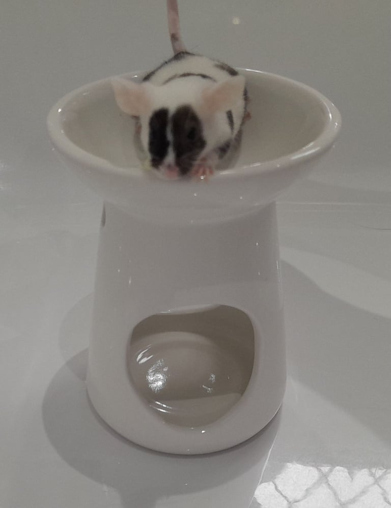 Mice for sale (Bucks)