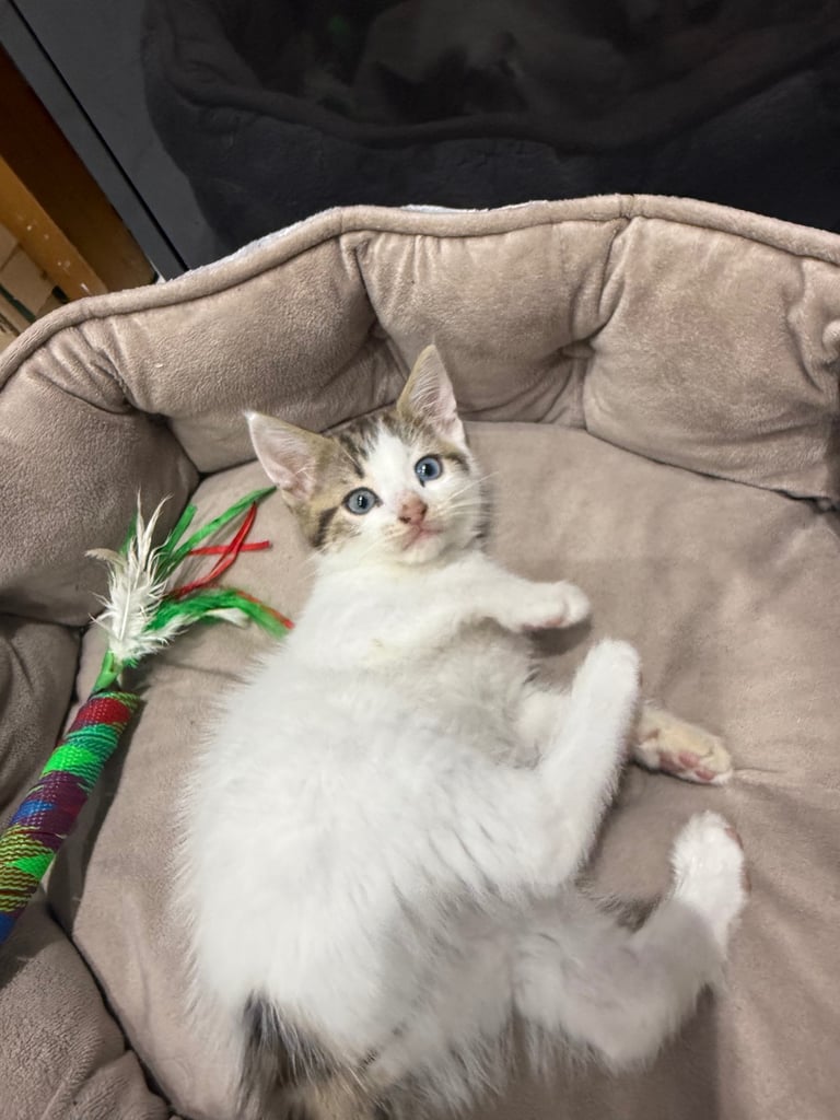 White tabby kitten girl