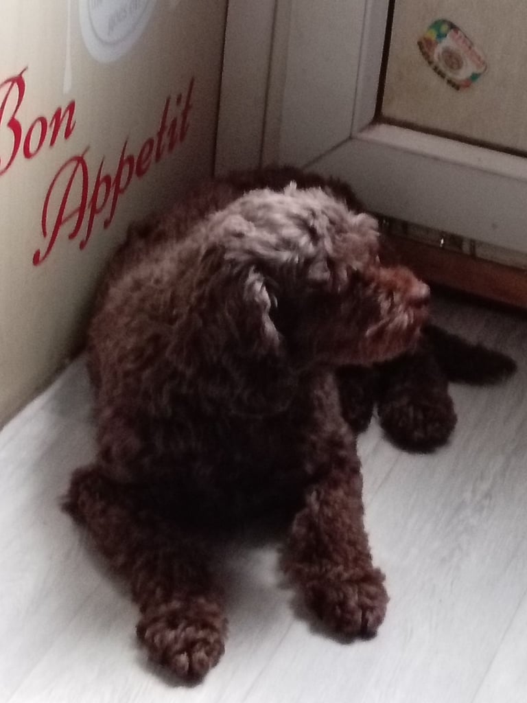 Female chocolate cockapoo 