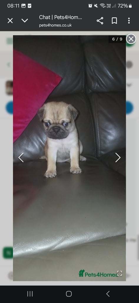 Pug puppies 