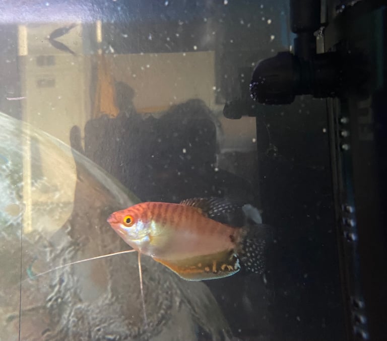 Aquarium with fish