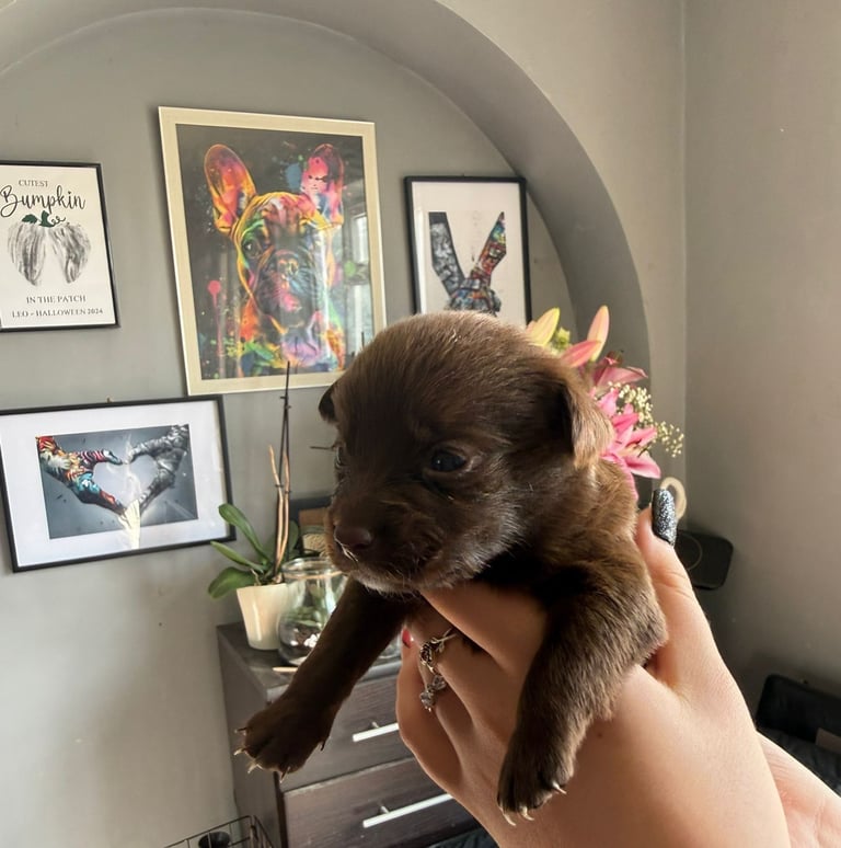 9 * 1 girl left *beautiful dachshund cross pom puppies 