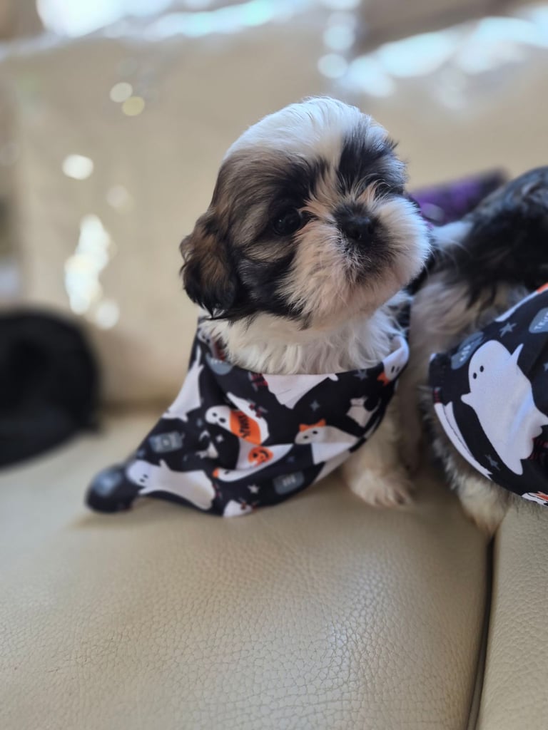 Shih tzu puppies ready in 1 week