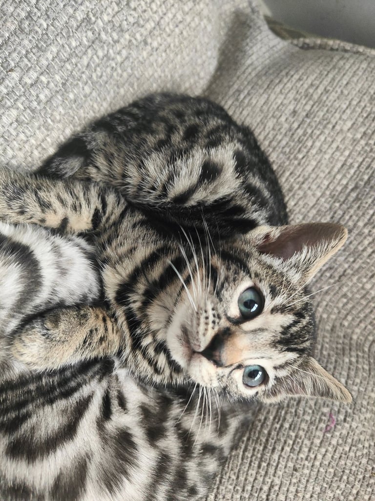 Charcoal/silver bengals