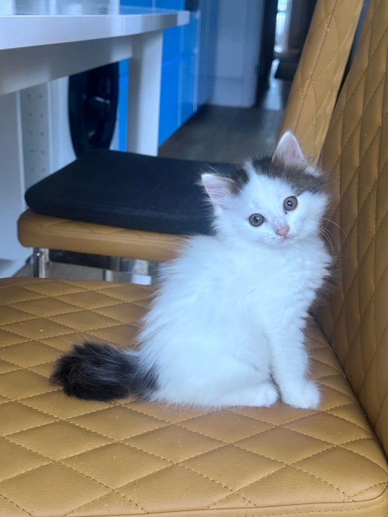 image for 🐾 Adorable 3 male Kittens Ready for Their Forever Homes! 🐾