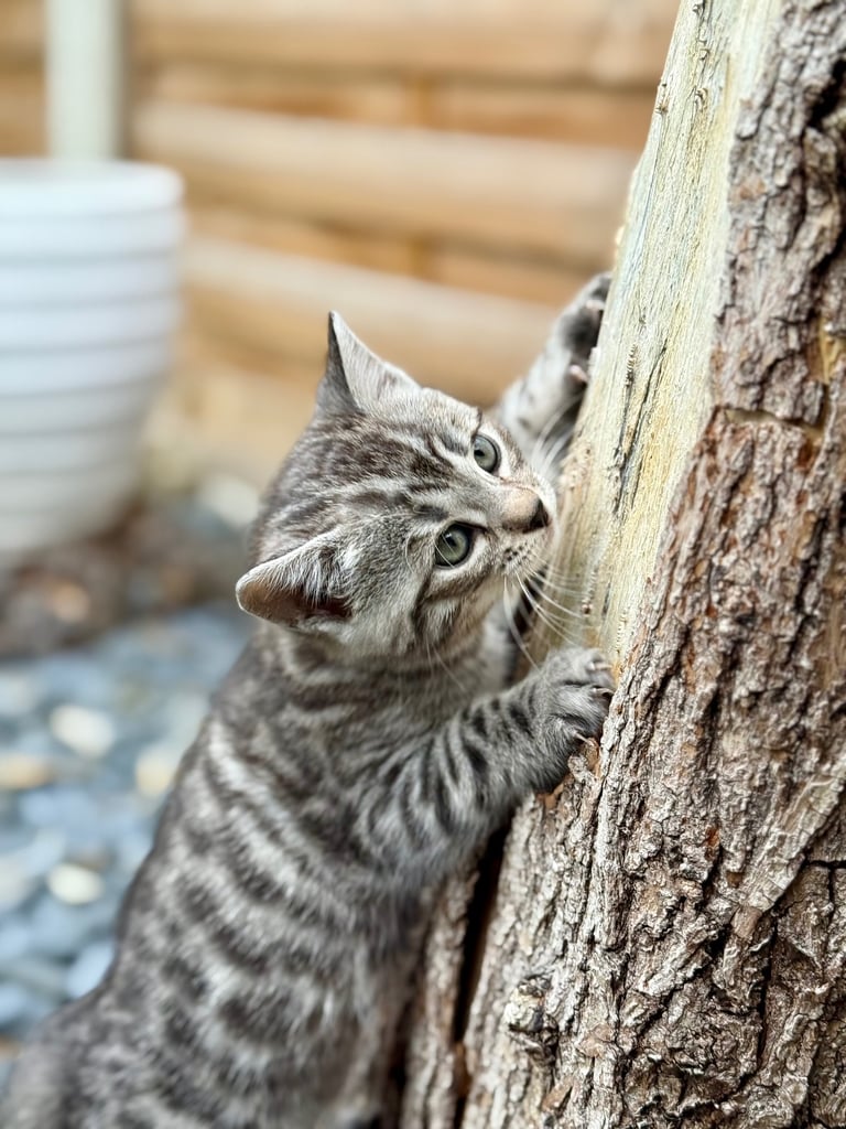 Beautiful Bengal Kittens 