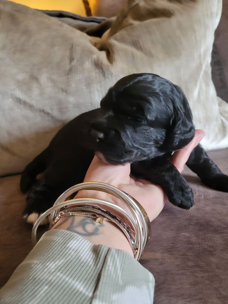 Sproodle puppies