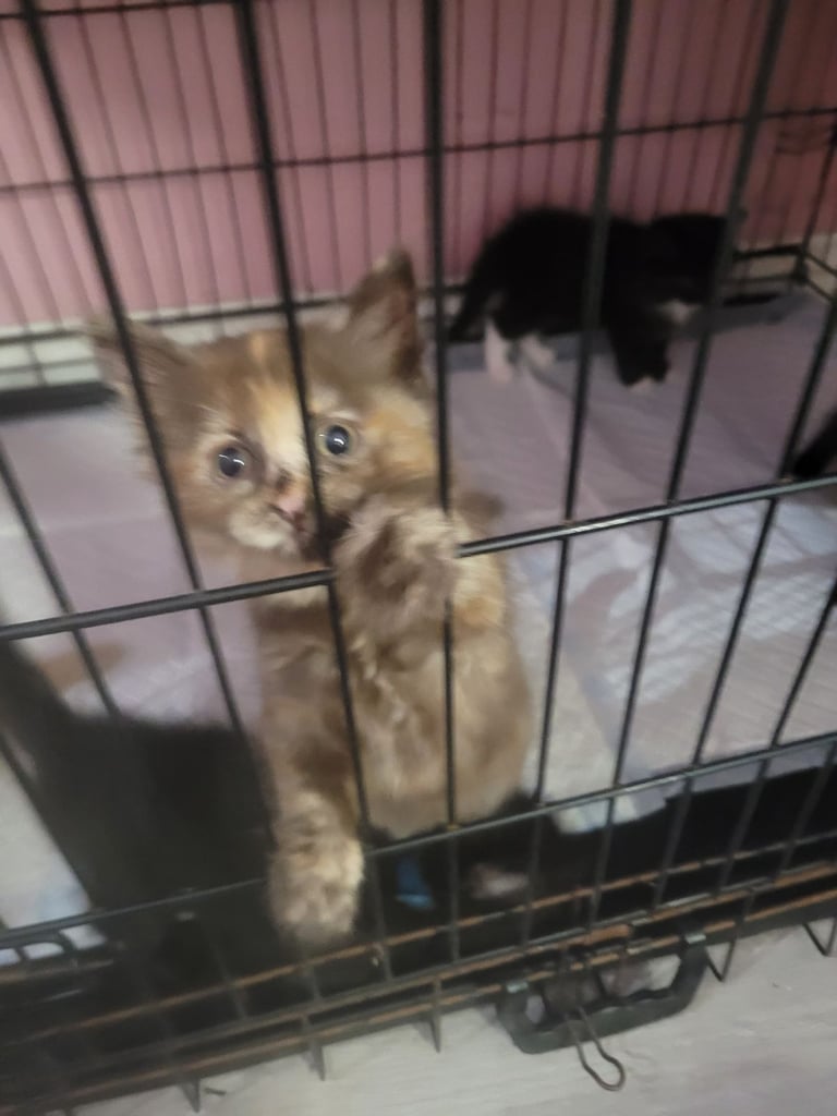 Beautiful fluffy half ragdoll kittens 