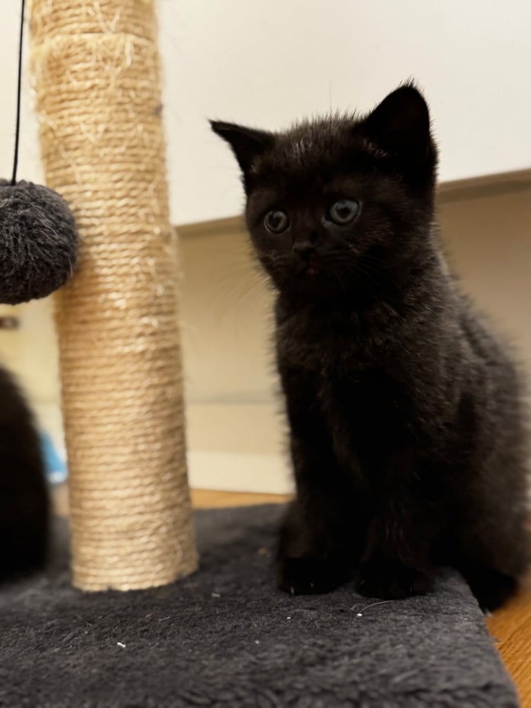 Kittens 
