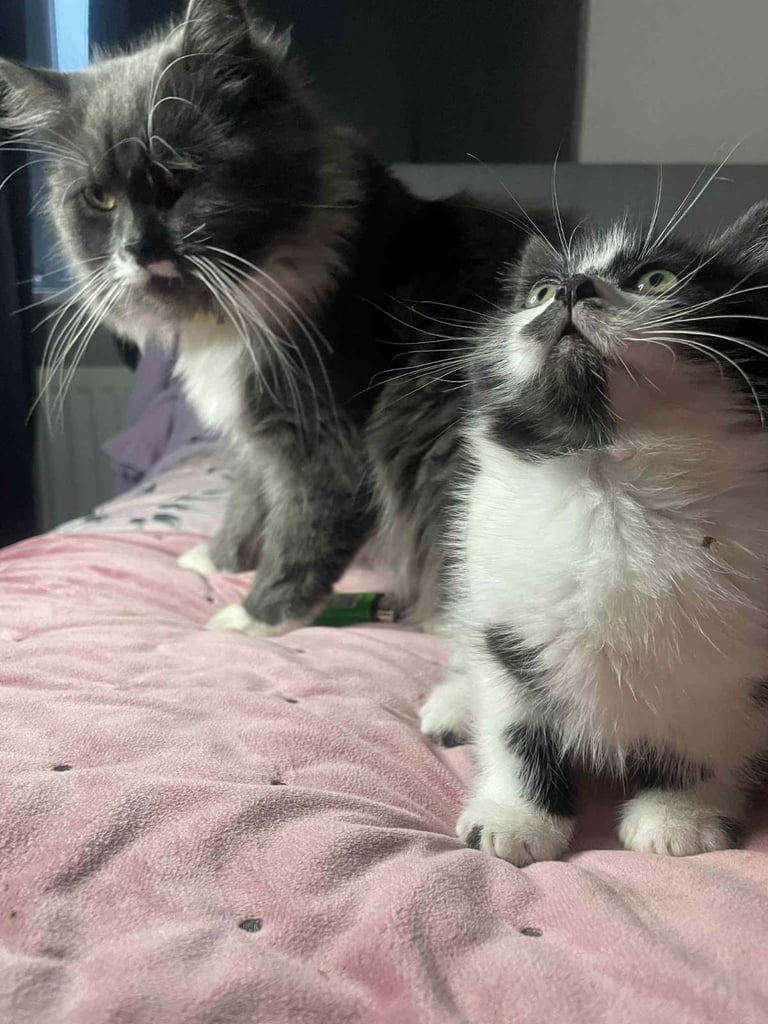 Ragdoll x maincoon fluffy kittens