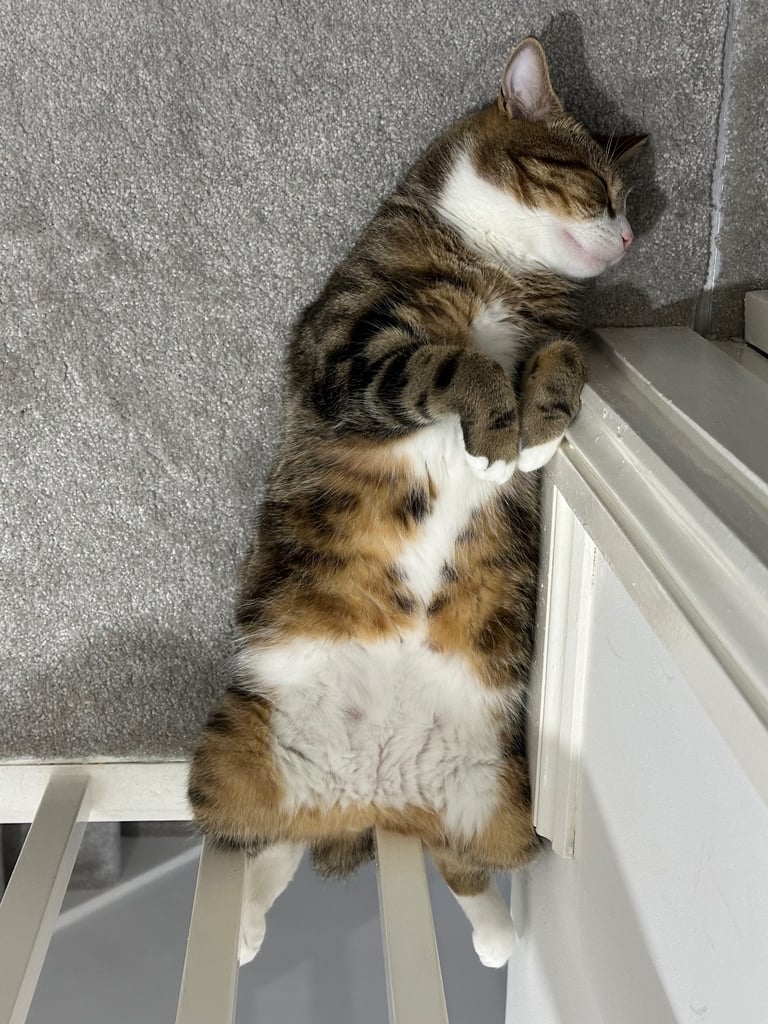 Male tabby cat to be rehomed