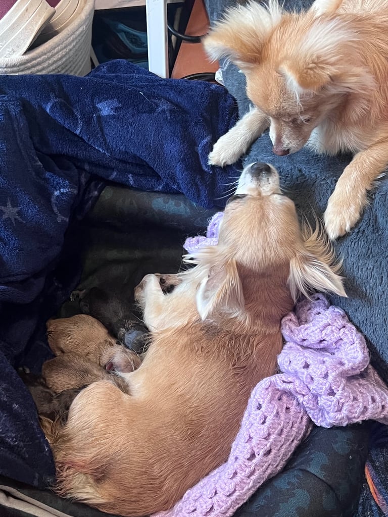 Pomchi 