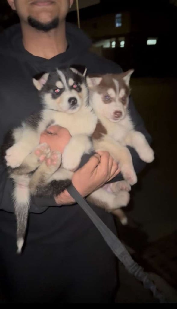 image for Adorable Black & Brown Siberian Husky Puppies for Sale – Amazing Price!