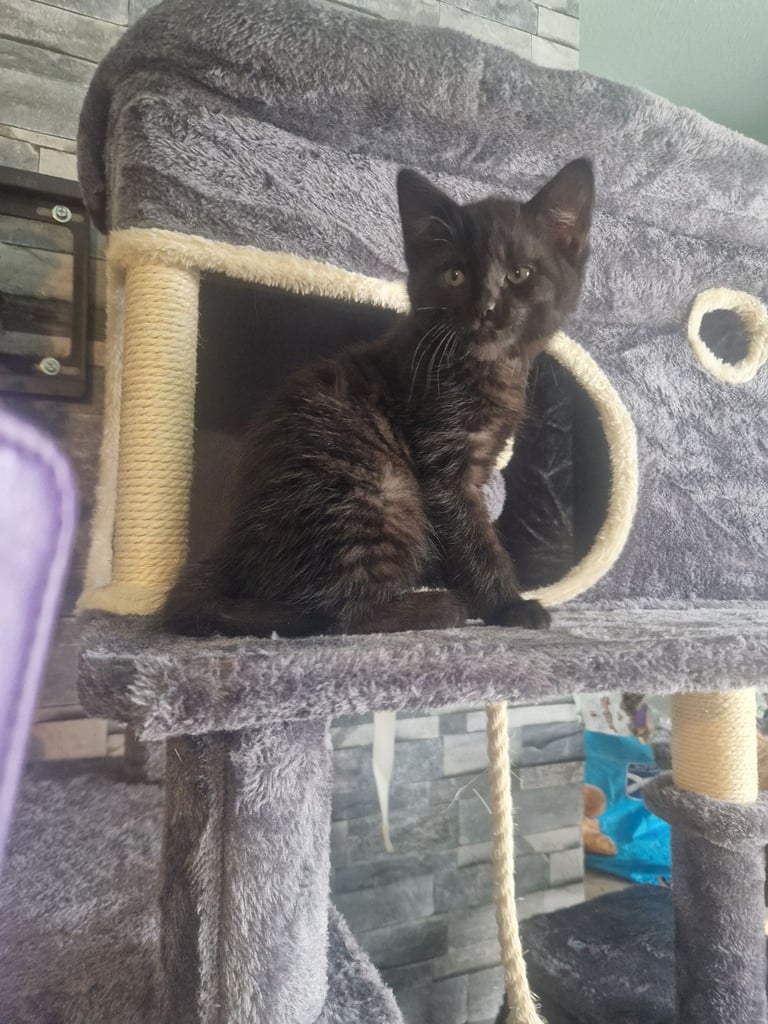 Kitten(female) 10 weeks