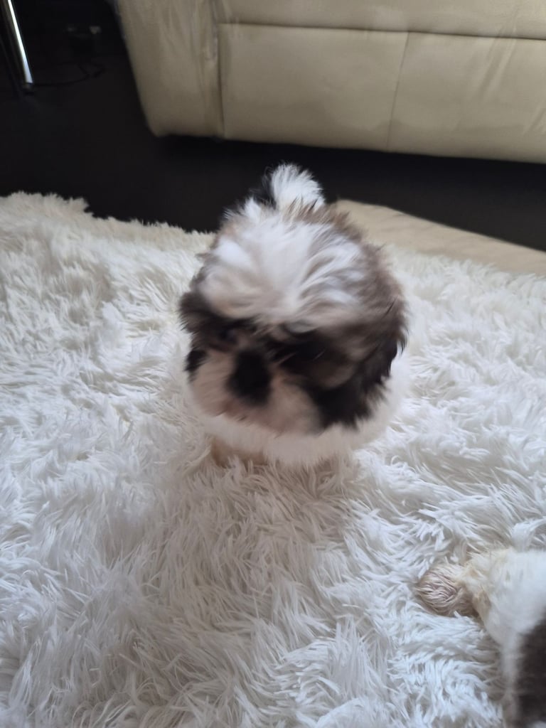 image for Shih tzu puppies ready in 1 week