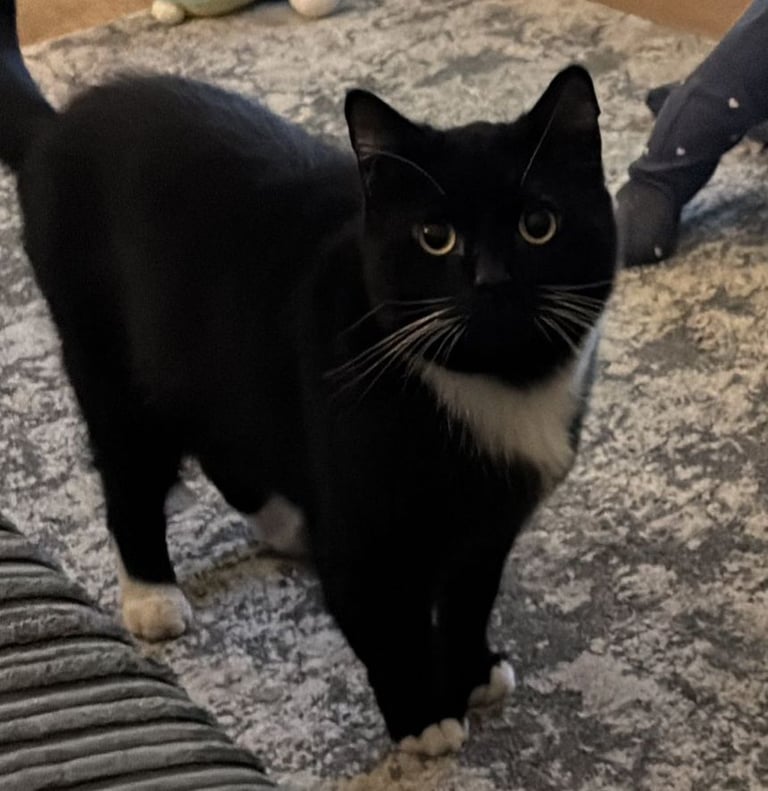 Male 5 year old Tuxedo