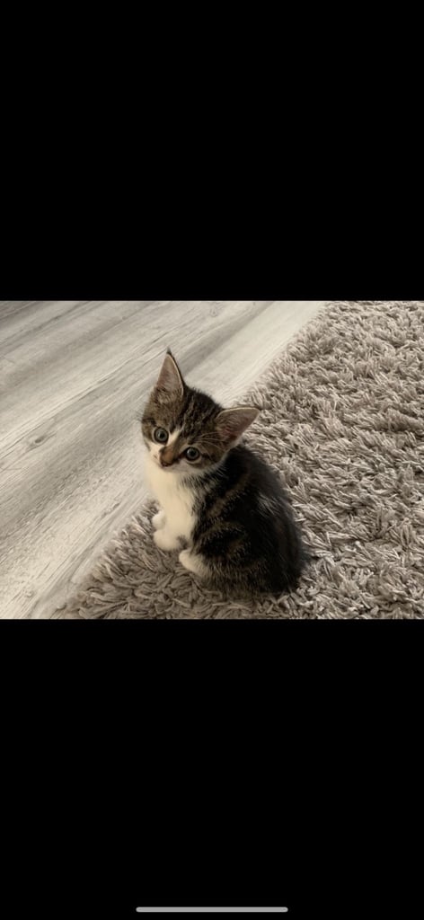 LOST CAT SHIPLEY BD18 Thackley Windhill area please help And share thank you 