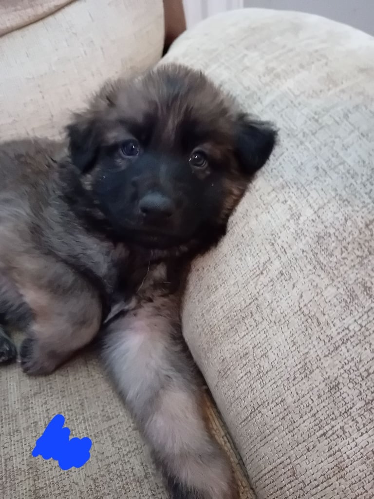 German Shepherd puppies 