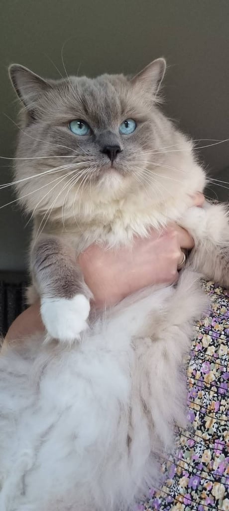 Stunning Ragdoll Male Kittens 