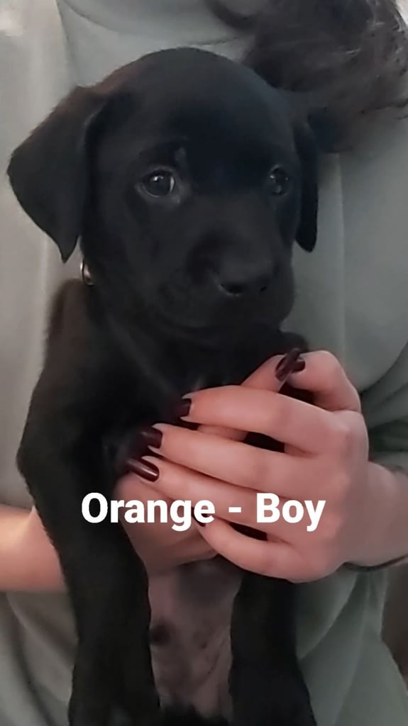 Lab Cross Puppies for Sale