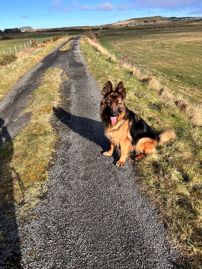 Bernese Mountain x German Shepherd 