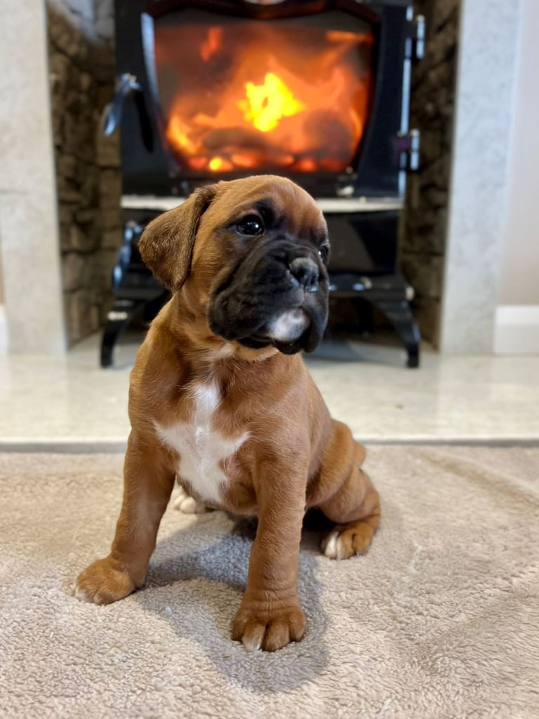 *Boxer puppies for sale*
