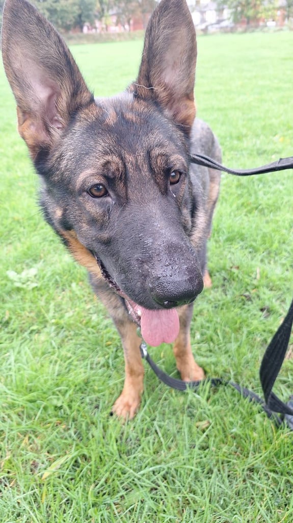 17 months old German shepherd boy for sale 