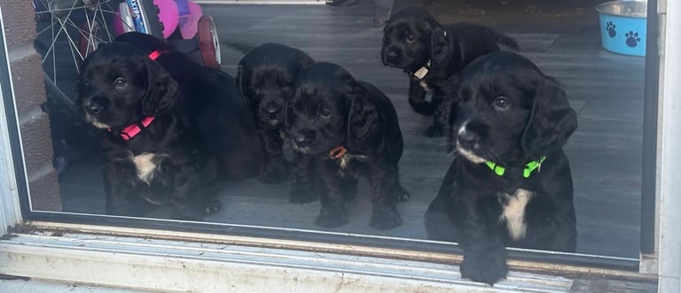 Beautiful cocker spaniels 