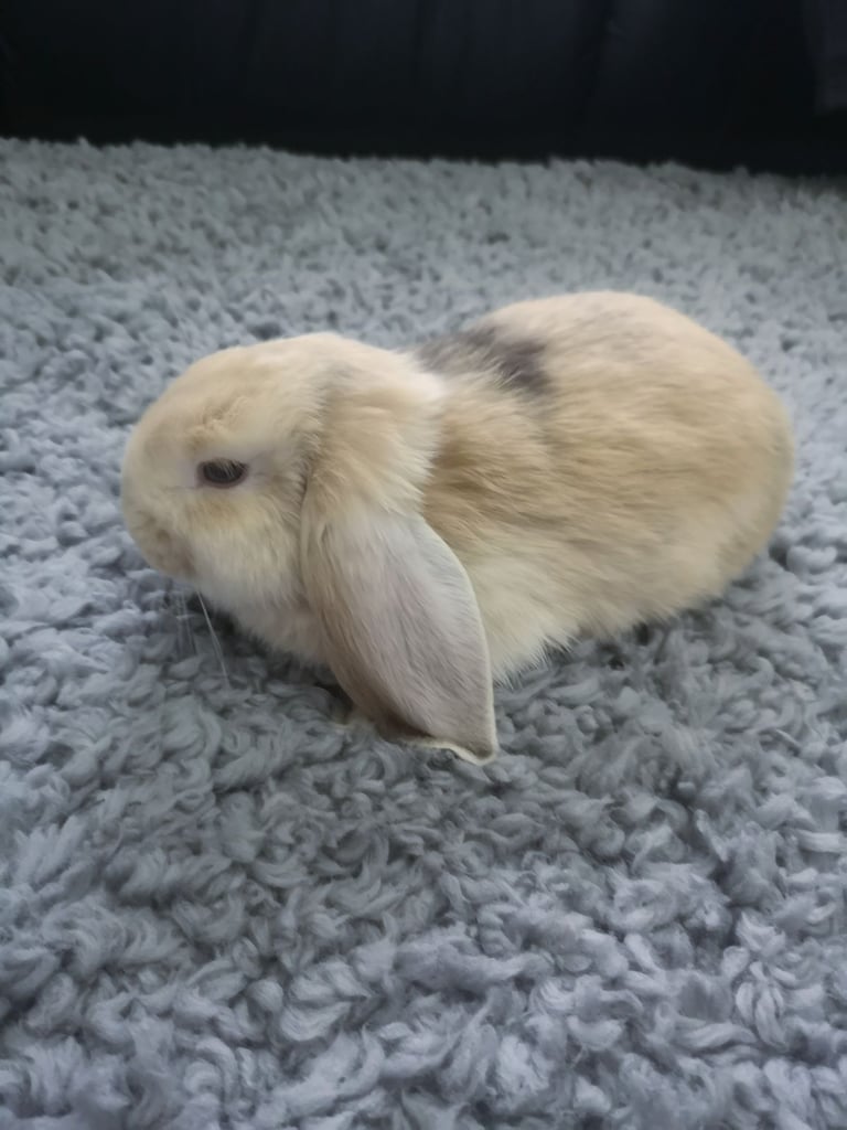 Gorgeous Baby lop eared bunny for sale 