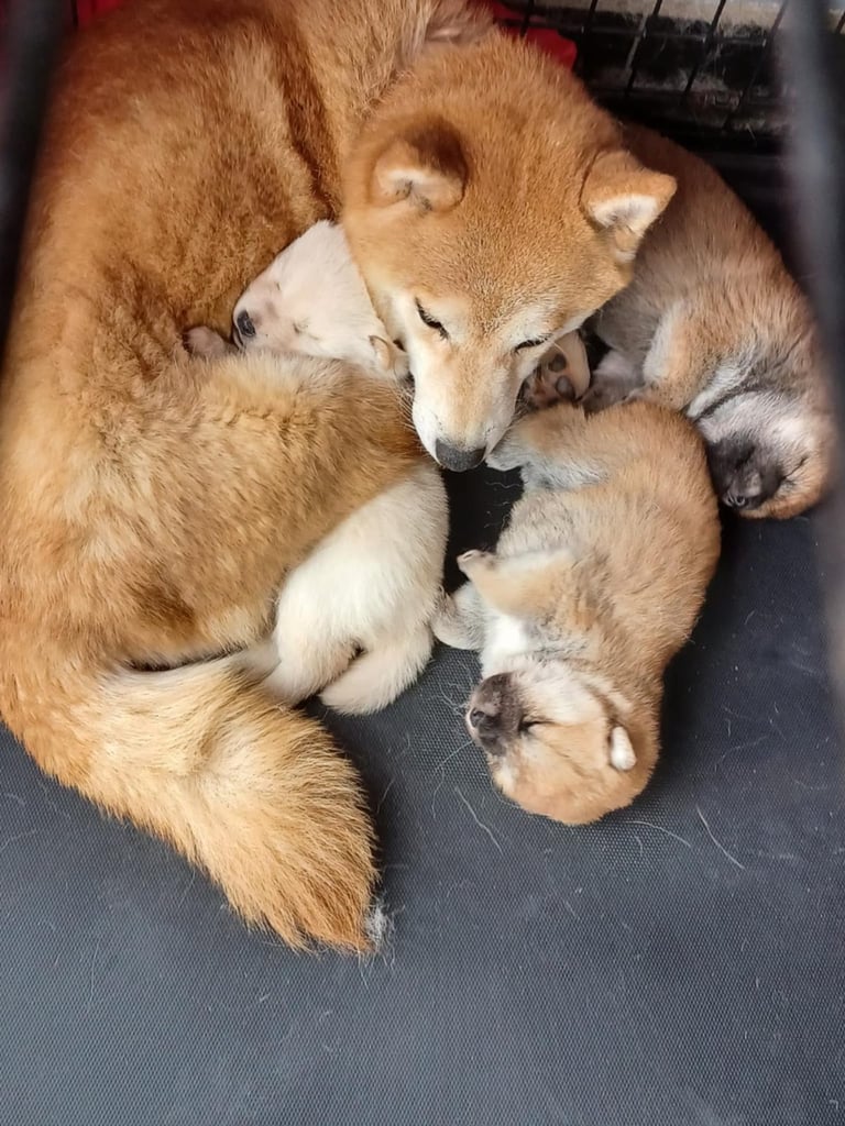 Shiba Inu puppies 4 weeks old 