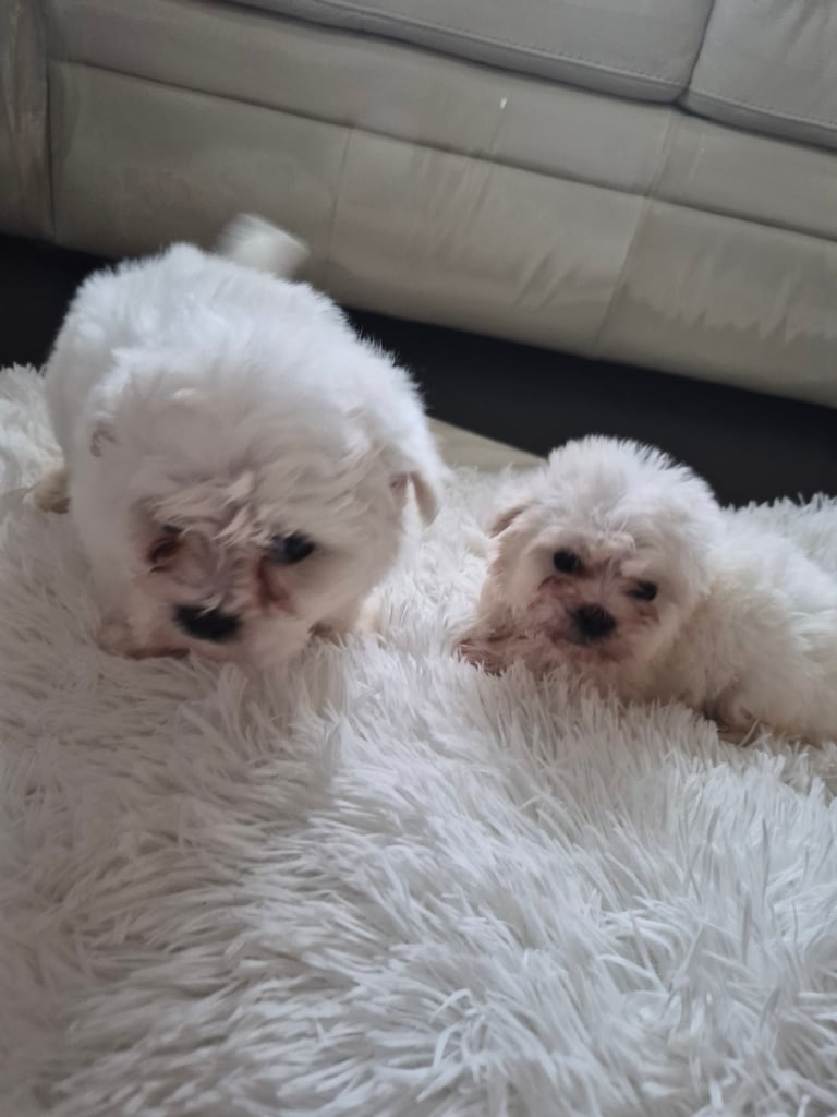  Bichon frise Crossed martens 