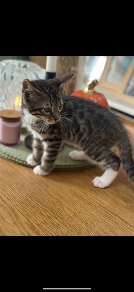 Maine coon cross Bengal kittens ready now 