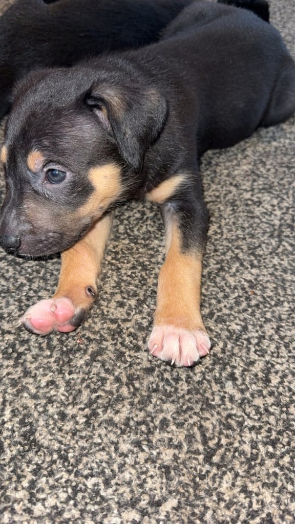 Puppies 