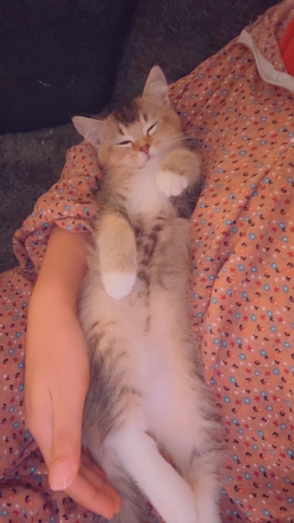 Abyssinian kitten BOY 