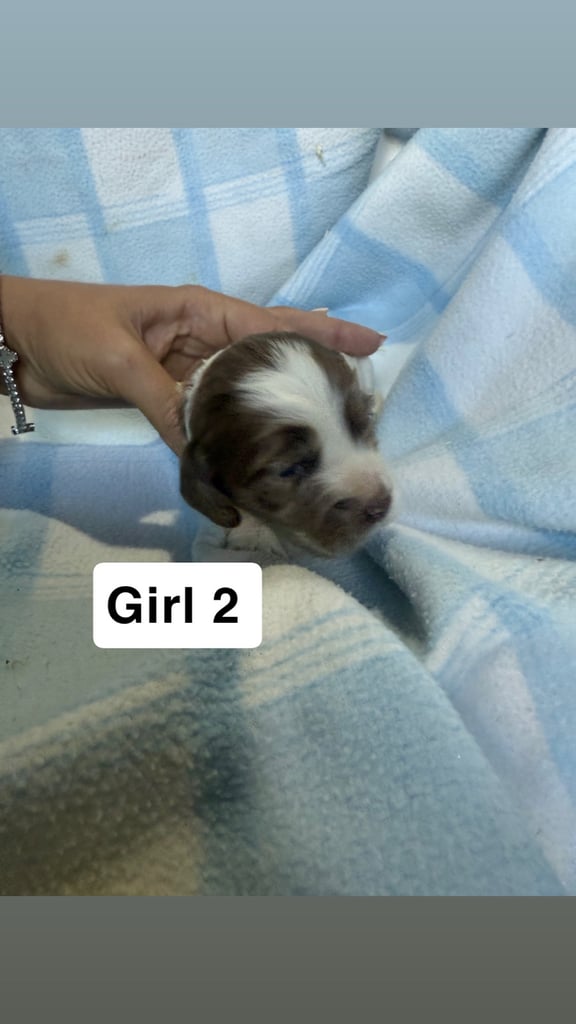 Pure cocker puppies 1 bitch left and 3 dogs left