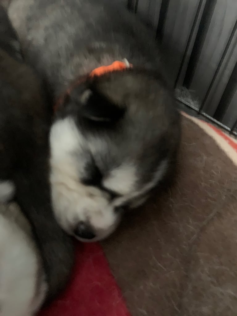 Cuddlie husky puppys