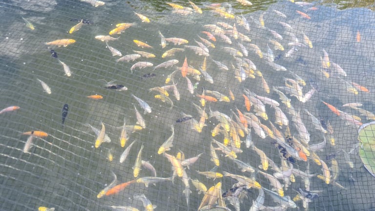 Koi carp for sale from £10 to £220
