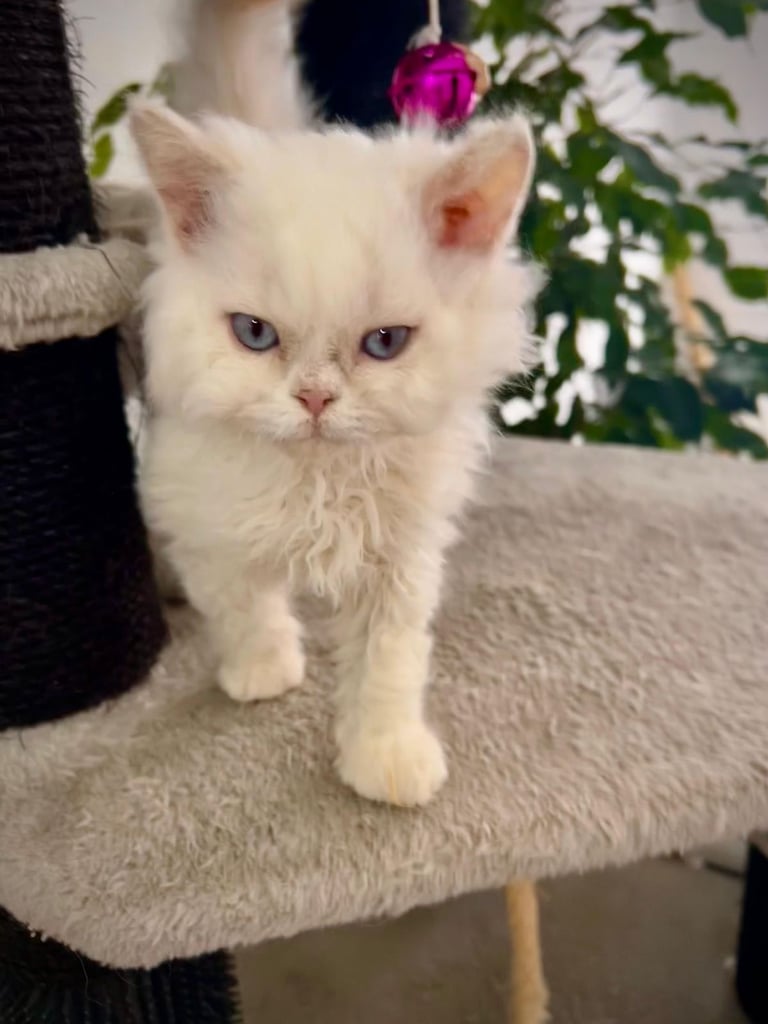 SELKIRK REX KITTENS READY NOW
