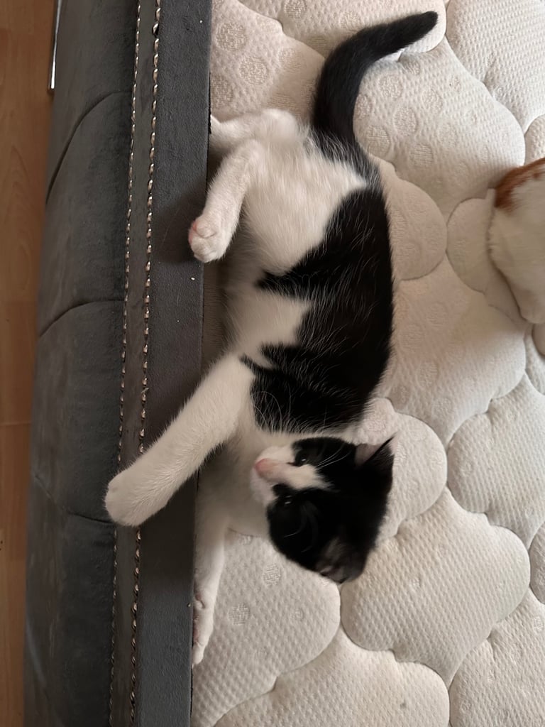 Kitten 