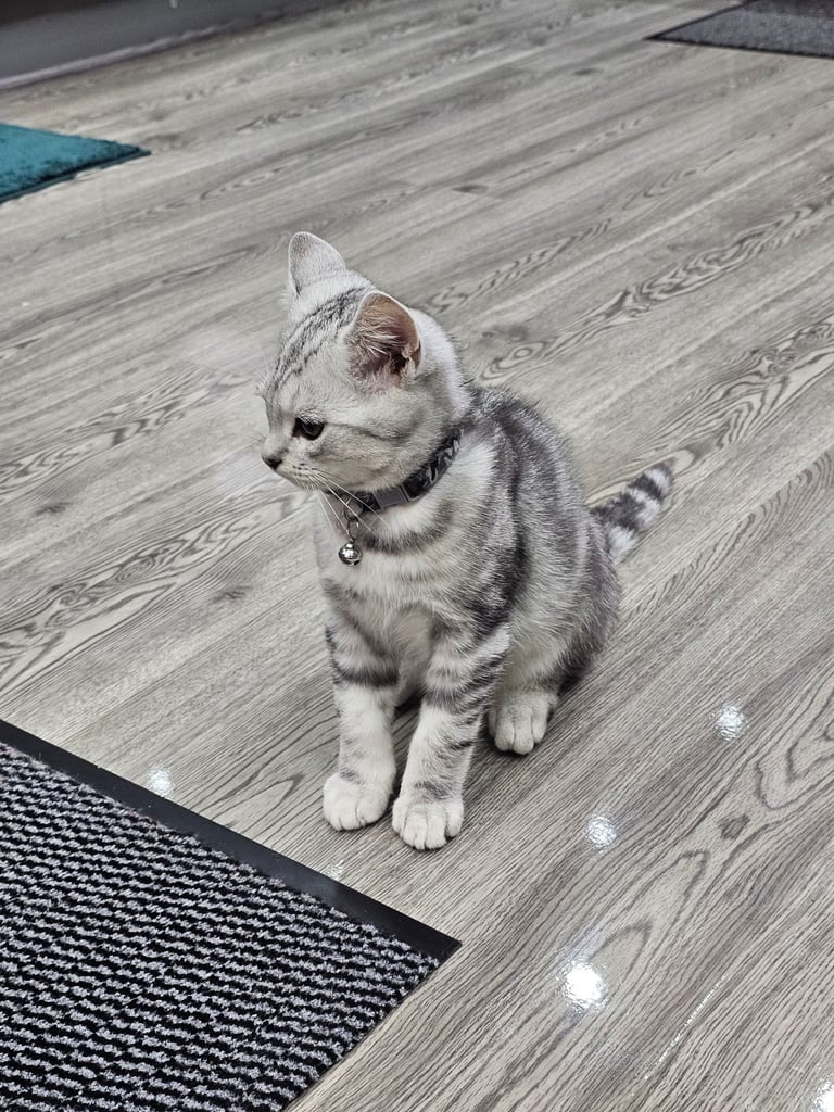 Beautiful Silver Tabby British Shorthair Boy