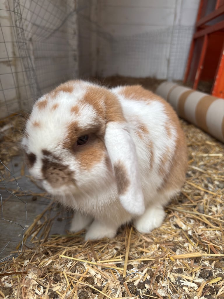 image for light brown and white mini lop rabbit