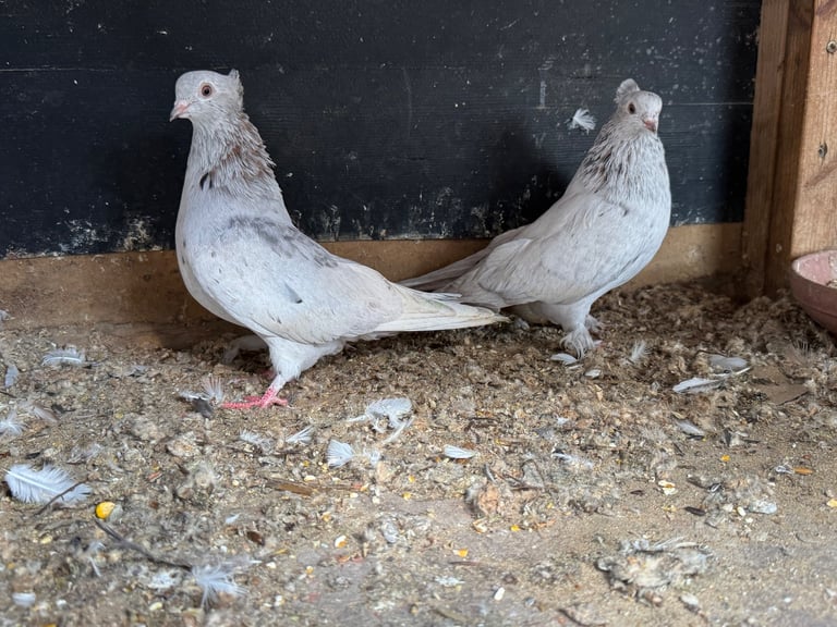 Iranian Pigeons For Sale
