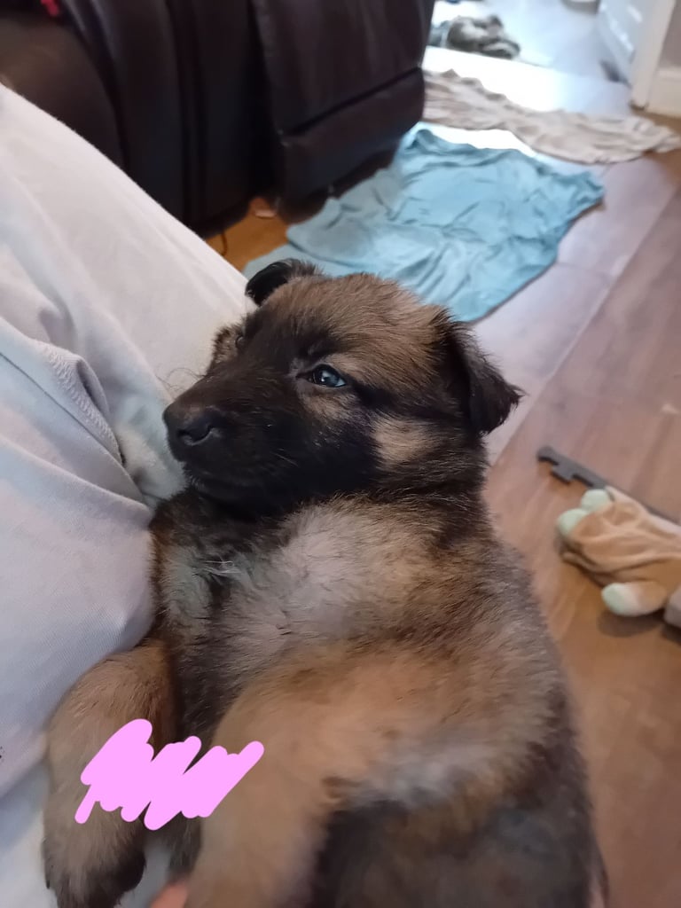 German Shepherd puppies 