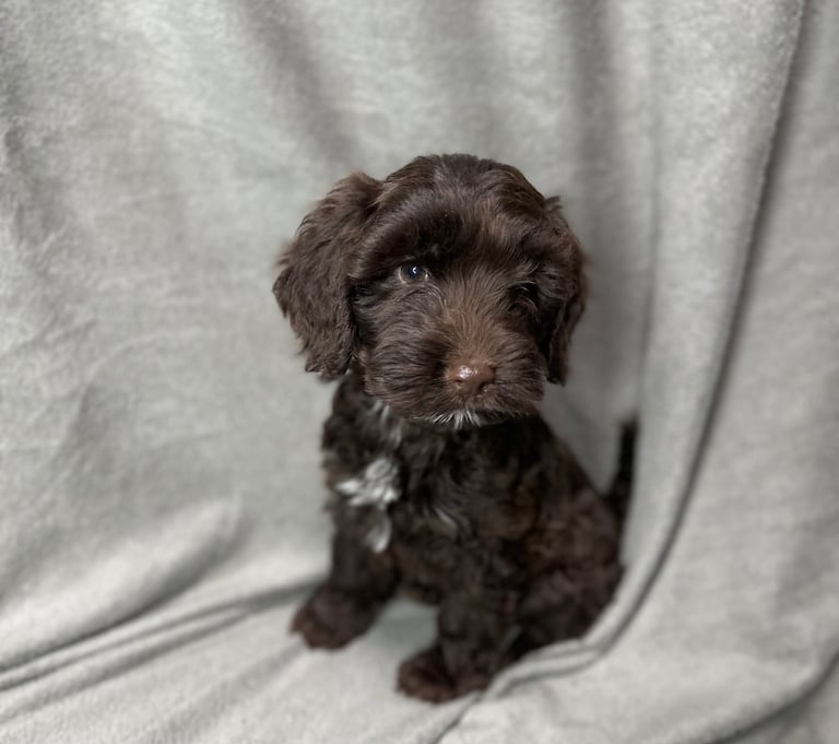 Cockapoo puppys 